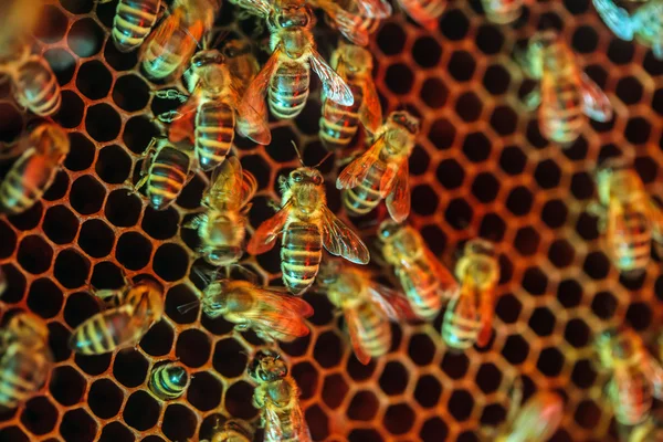 Munkavállaló méhek egy fésű — Stock Fotó