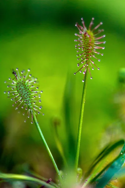 Carnivorous Sundew flower — Stock Photo, Image