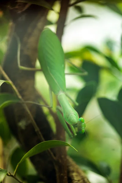 Gecamoufleerde praying mantis — Stockfoto
