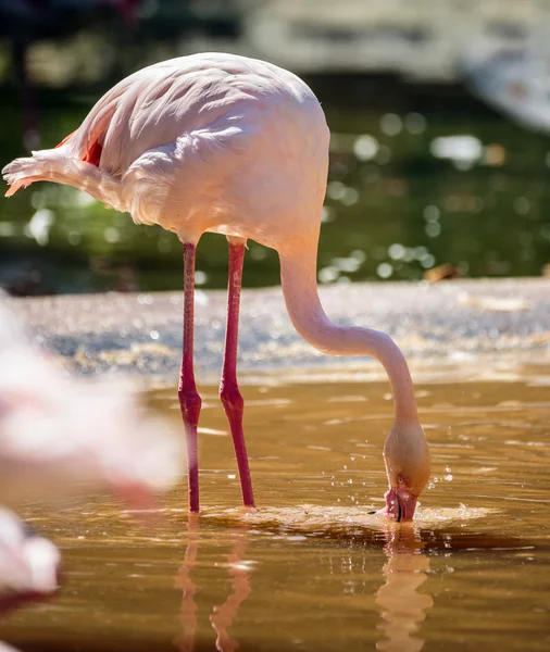 Flamingo vogel in de buurt een vijver voeding Stockfoto