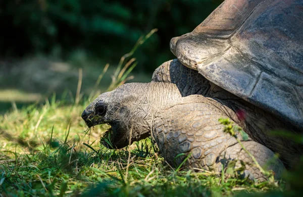 Giant Galapagos turtle grazing — Stock Image Giant Galapagos turtle grazing Royalty Free Stock Images