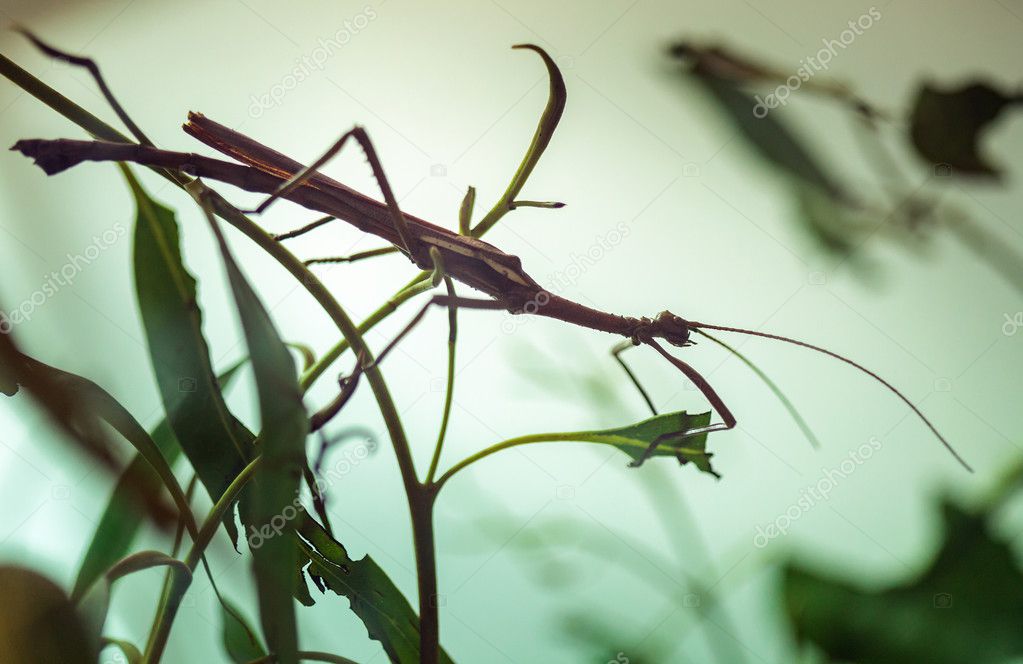 Stick insect on a plant
