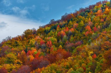 yaprak döken ağaçlar ile orman