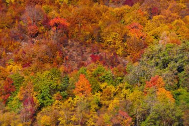 yaprak döken ağaçlar ile orman