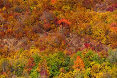 yaprak döken ağaçlar ile orman