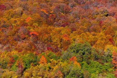 yaprak döken ağaçlar ile orman