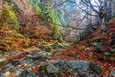 Kanyon ve rocky Dağları'nda bir nehir