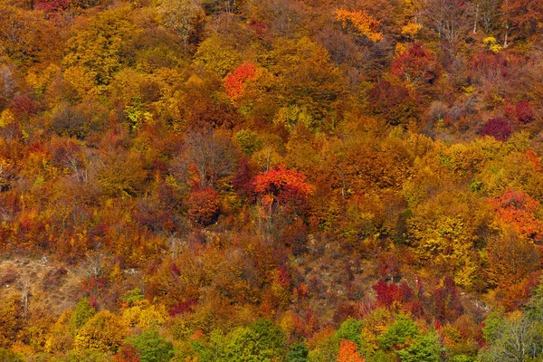 Forêt avec arbres à feuilles caduques — Photo