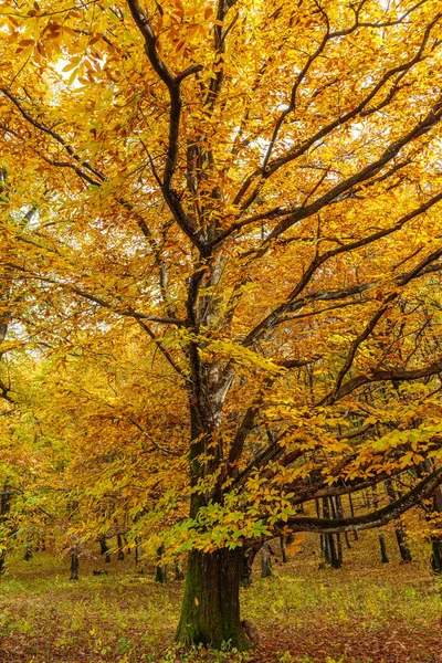 Deciduous forest in the autumn — Stock Photo, Image