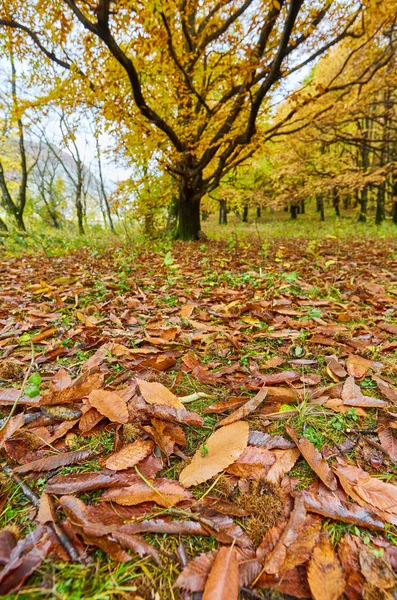 Deciduous forest in the autumn — Stock Photo, Image