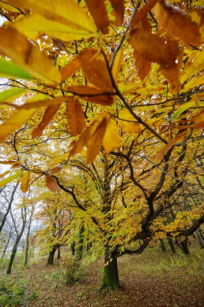 Листяний ліс восени — стокове фото