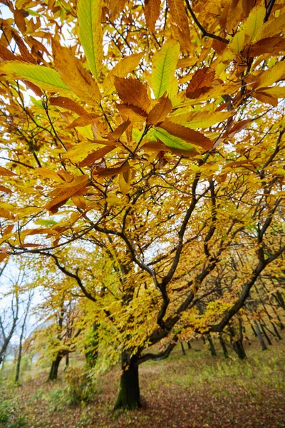 Лиственничный лес осенью — стоковое фото