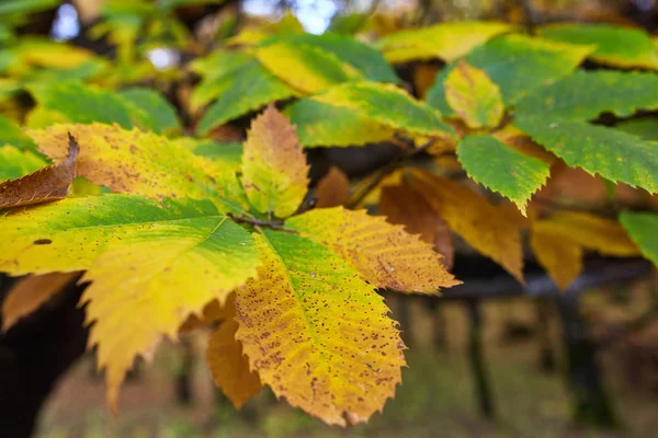 Deciduous tree in the autumn — Stock Photo, Image