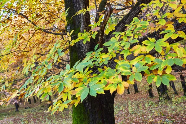 Deciduous forest in the autumn — Stock Photo, Image