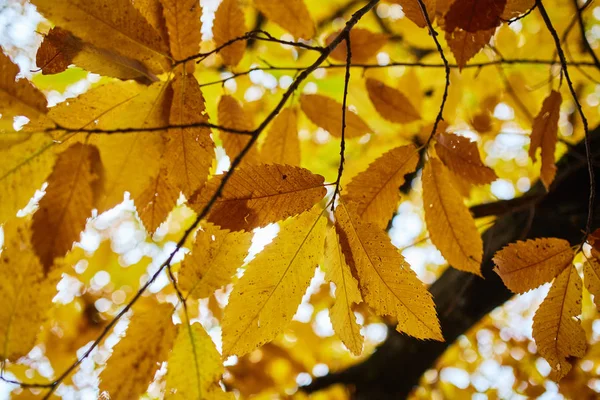 Deciduous tree in the autumn — Stock Photo, Image