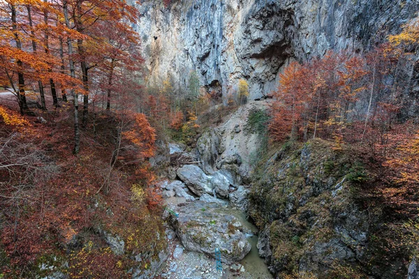 Kanyon ve orman Güz