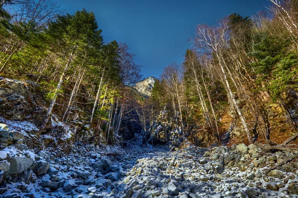 Borovice a hory v zimě — Stock fotografie