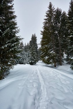 Çam ağaçları ile kış manzarası