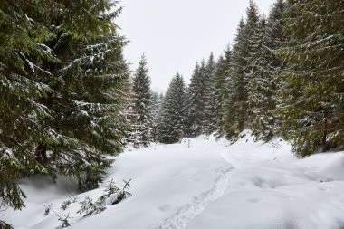 Çam ağaçları ile kış manzarası