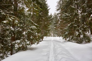 Çam ağaçları ile kış manzarası