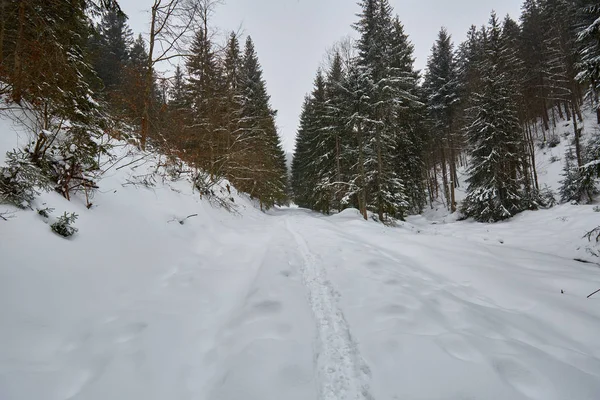 Téli táj fenyőfák — Stock Fotó