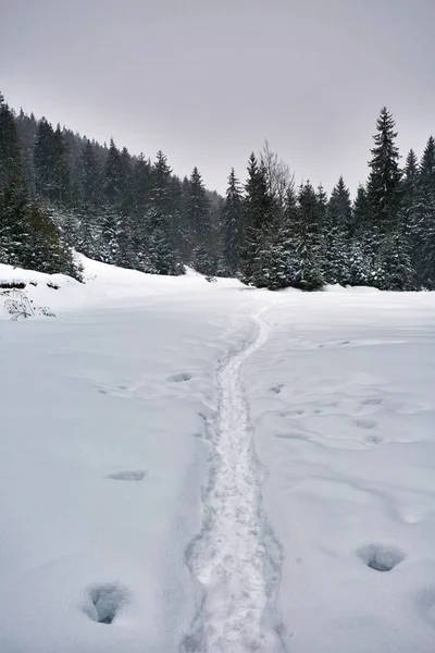 Χειμερινό τοπίο με πεύκα — Φωτογραφία Αρχείου