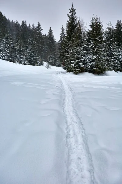 Winter landscape with pine trees — Stock Photo, Image