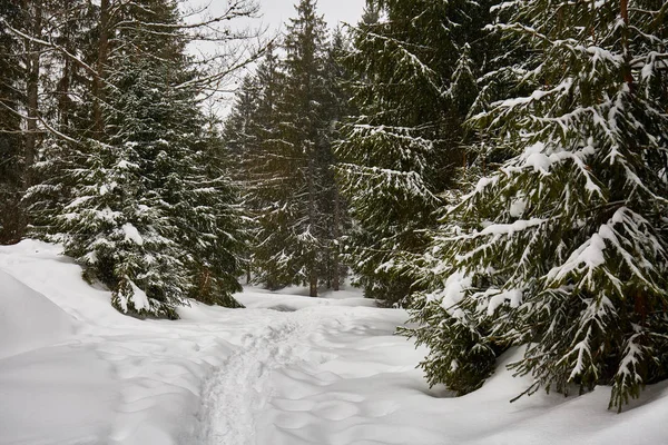 Paisaje invernal con pinos — Foto de Stock