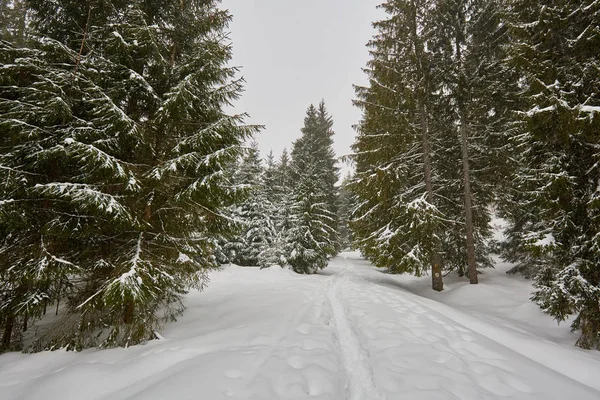 Paesaggio invernale con pini — Foto Stock