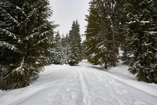 Çam ağaçları ile kış manzarası — Stok fotoğraf