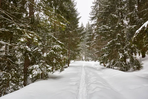 Paisagem de inverno com pinheiros — Fotografia de Stock