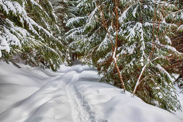 Paesaggio invernale con pini — Foto Stock