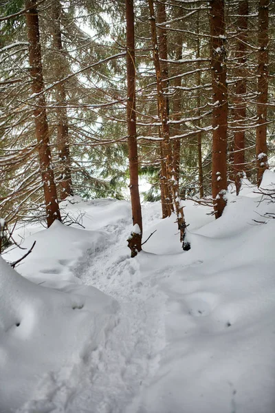 Winterlandschaft mit Kiefern — Stockfoto