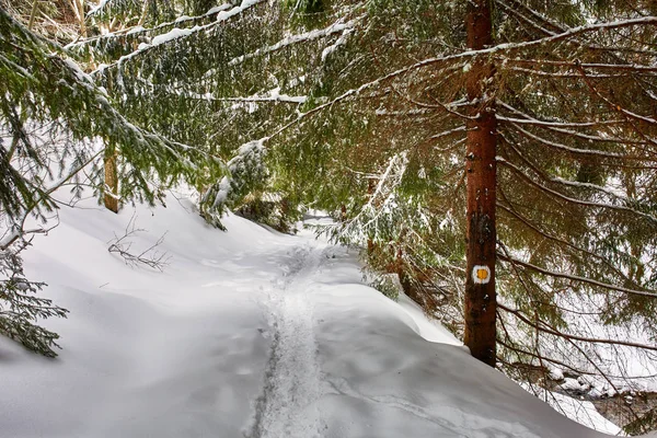 Paisaje invernal con pinos — Foto de Stock