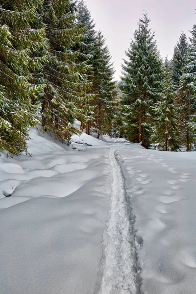 Paesaggio invernale con pini — Foto Stock