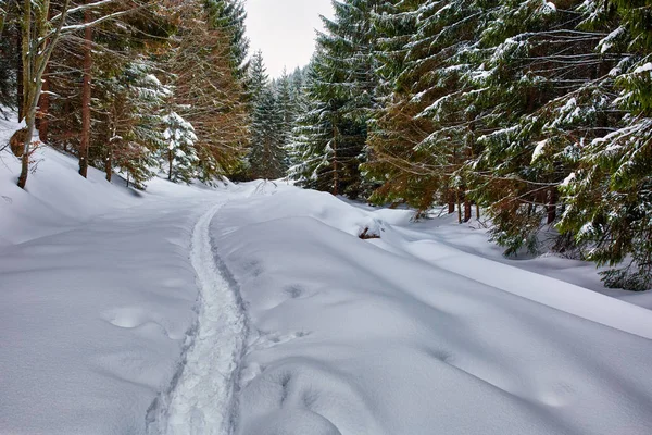 Paesaggio invernale con pini — Foto Stock