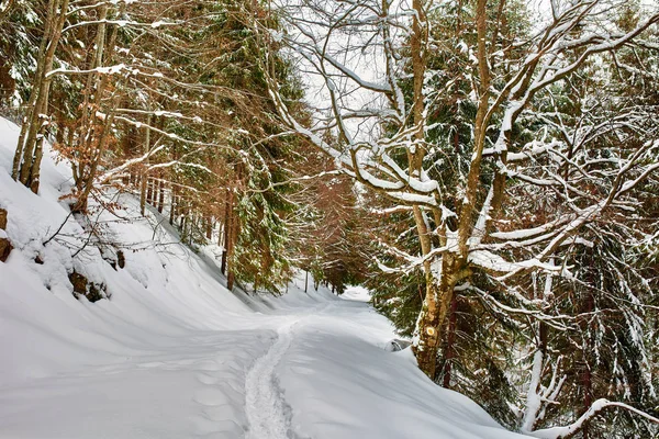 松の木のある冬景色 — ストック写真