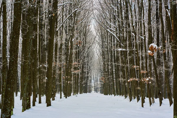 Oak forest in the winter — Stock Photo, Image