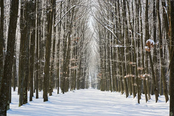 Oak forest in the winter — Stock Photo, Image