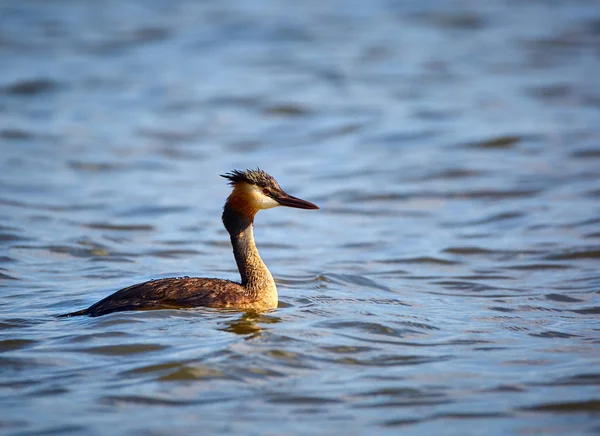 Grande Grebe Crested — Foto Stock