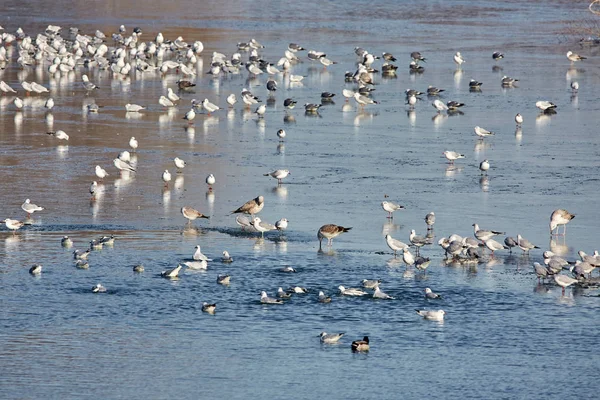 Nursery of water birds — Stock Photo, Image