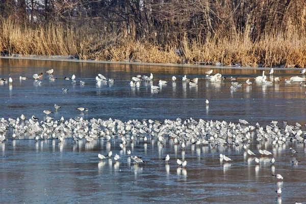 Nursery of water birds — Stock Photo, Image