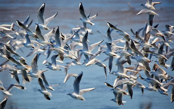 Flock gulls in flight — Stock Photo, Image