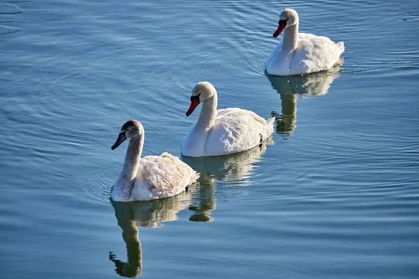 White swans on river — Stock Photo, Image