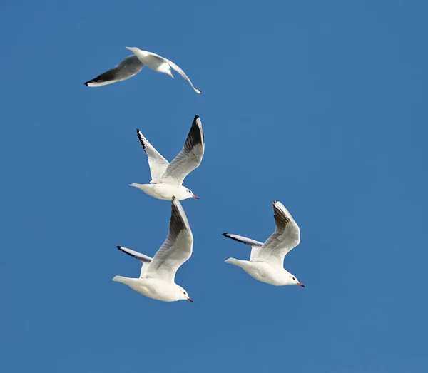 Gaivotas de cabeça preta — Fotografia de Stock