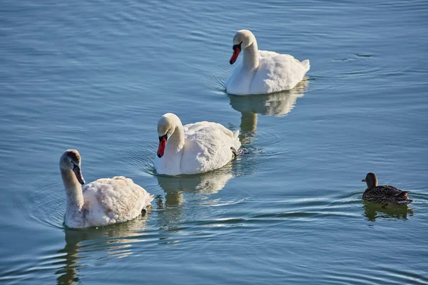 Bílé labutě na řece — Stock fotografie