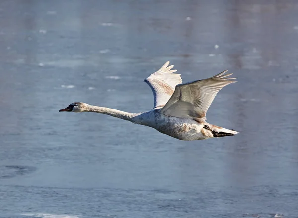 Лебедь в полете над рекой — стоковое фото