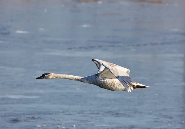 Cisne en vuelo sobre el río — Foto de Stock