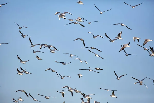 Flock gulls in flight — Stock Photo, Image