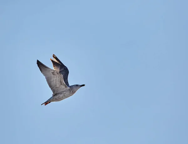 Caspian gull in flight — Stock Photo, Image